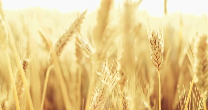 Wheat Field at Sunrise, CLOSE UP. SLOW MOTION 4K. Ears of wheat swaying at the wind at beautiful sunny morning. Harvest and Crop concept. Peaceful Cinematic Field, Lens Flare 