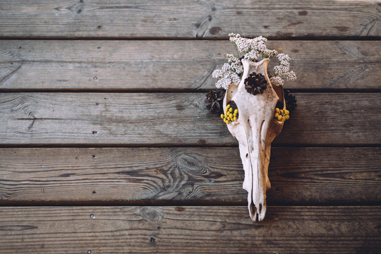 Still life of decorated skull