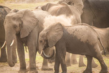 Elephants, Chobe River, Chobe National Park