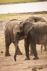 Fototapeta premium Elephants, Chobe River, Chobe National Park