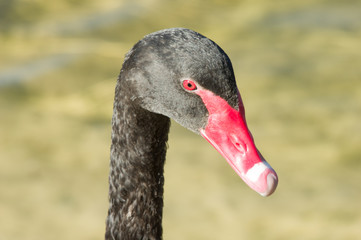 Obraz premium Swan head long neck.