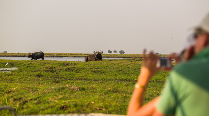 Naklejka na ściany i meble Watching Cape Buffalo from a boat on the Chobe River