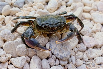 Granchio di fiume