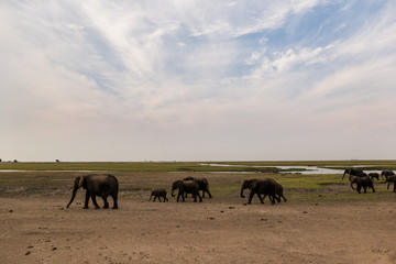 Elephants, Chobe River, Chobe National Park