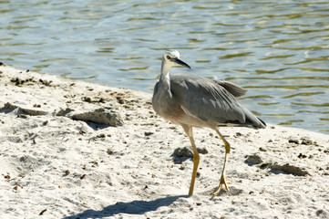 White necked heron head turned
