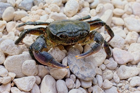 Granchio di fiume