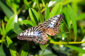 Butterfly close up