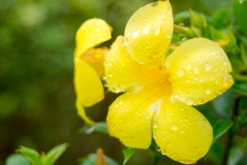 Fototapeta premium Drops on yellow flowers
