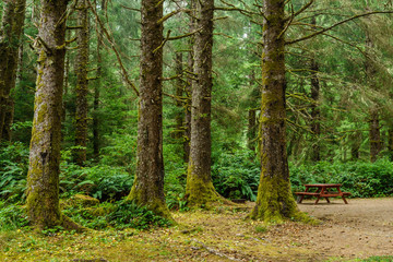 Green old forest with camp site and wooden picnic table in the mountain of British Columbia Canada.