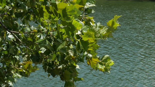 Close up of green leaves swaying gently in the wind with lake water flowing in the background