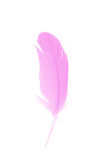 coral pink feather on white background
