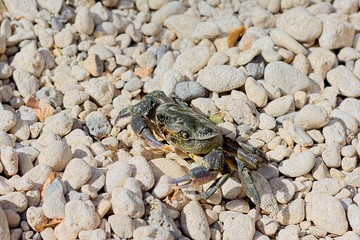 Granchio di fiume