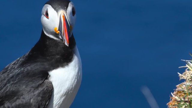 Atlantic Puffins enjoy a beautiful spring day on the Langanes Peninsula in North Iceland