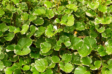 Polyscias balfouriana