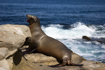 Obraz premium Barking adult sea lion