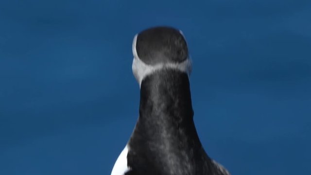 Atlantic Puffins enjoy a beautiful spring day on the Langanes Peninsula in North Iceland