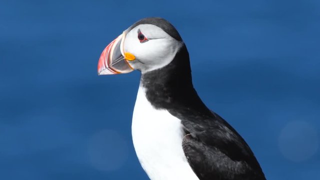 Atlantic Puffins enjoy a beautiful spring day on the Langanes Peninsula in North Iceland