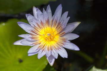 bloom lotus flowers in lagoon