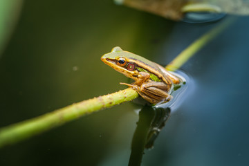 The green frog on the lotus leaf.
