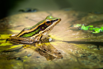 The green frog on the lotus leaf.