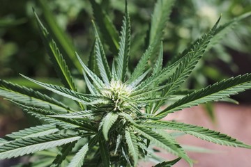 Healthy flowering marijuana plant up close