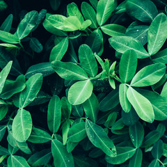 Creative layout made of green leaves. Flat lay. Nature concept
