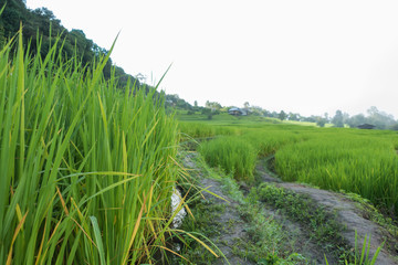 Top view of the rice paddy fields in northern Thailand