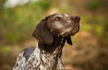 German Shorthair Pointer dog outdoor portrait
