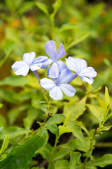 Forget-me-not flowers in garden close-up