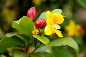Obraz premium Mickey mouse flower.