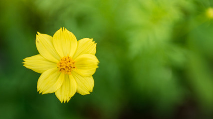 Yellow flower on green nature background for design