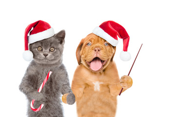 Funny pets in red christmas hats with candy cane and pointing stick. isolated on white background