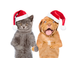 Funny puppy and kitten in red christmas hats. isolated on white background