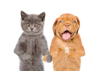 Dog and cat holding hands. isolated on white background