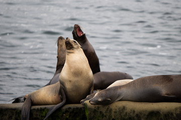 Fototapeta premium Barking Sea Lions