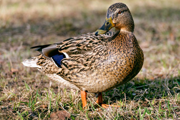 Duck ashore
 Big Duck with an emerald head with drops of water on feathers steps along the shore of the pond