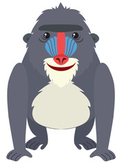 Baboon with happy face