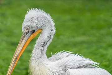Pelican
