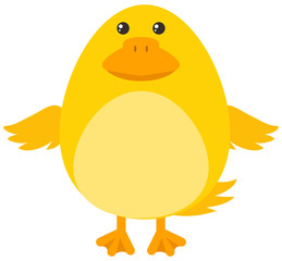 Yellow duckling on white background