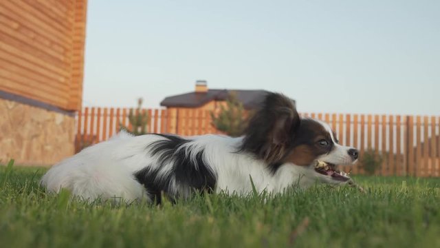 Papillon Continental Toy Spaniel puppy gnawing stick on green lawn stock footage video