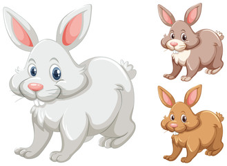 Rabbits with three different colors