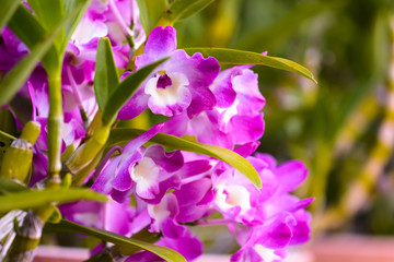 Purple orchid or phalaenopsis in botanical garden