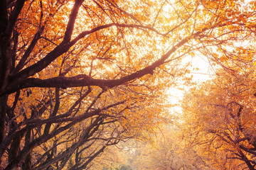 秋色の木々