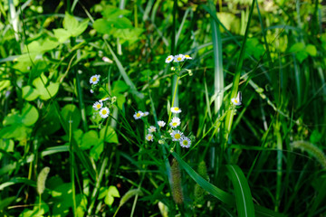 blooming dandelions