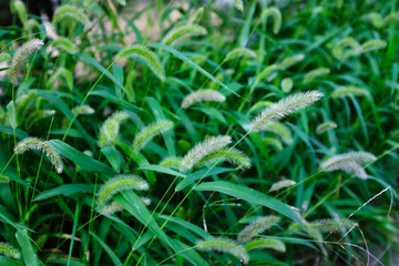 the foxtails