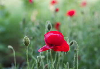 Close-up red poppy head.  Poppies blossom in the summer garden. 
