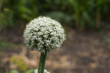 Onion Flower Buds. Blossoming boll of onion. 