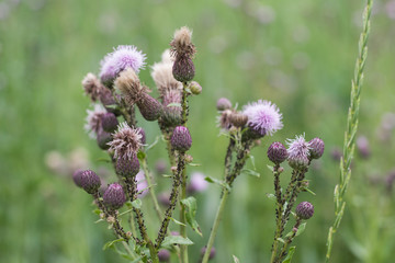 Aphids living  on the purple  flowers thistle and green stems. 