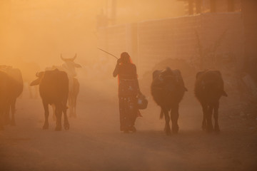 village life in India, Rajasthan