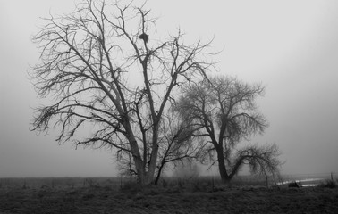 Dead Tree in the Fog